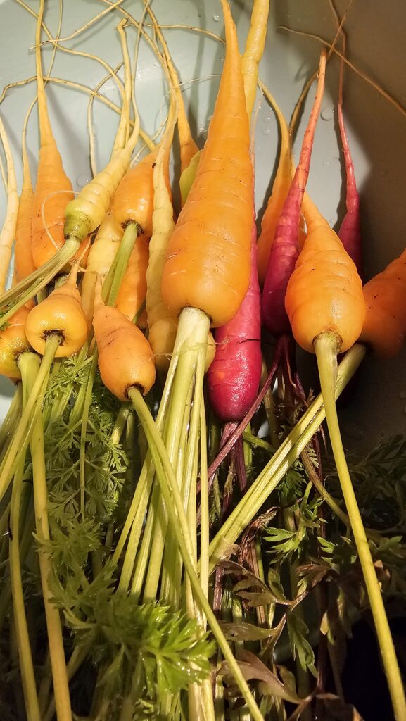 carrots multicolored