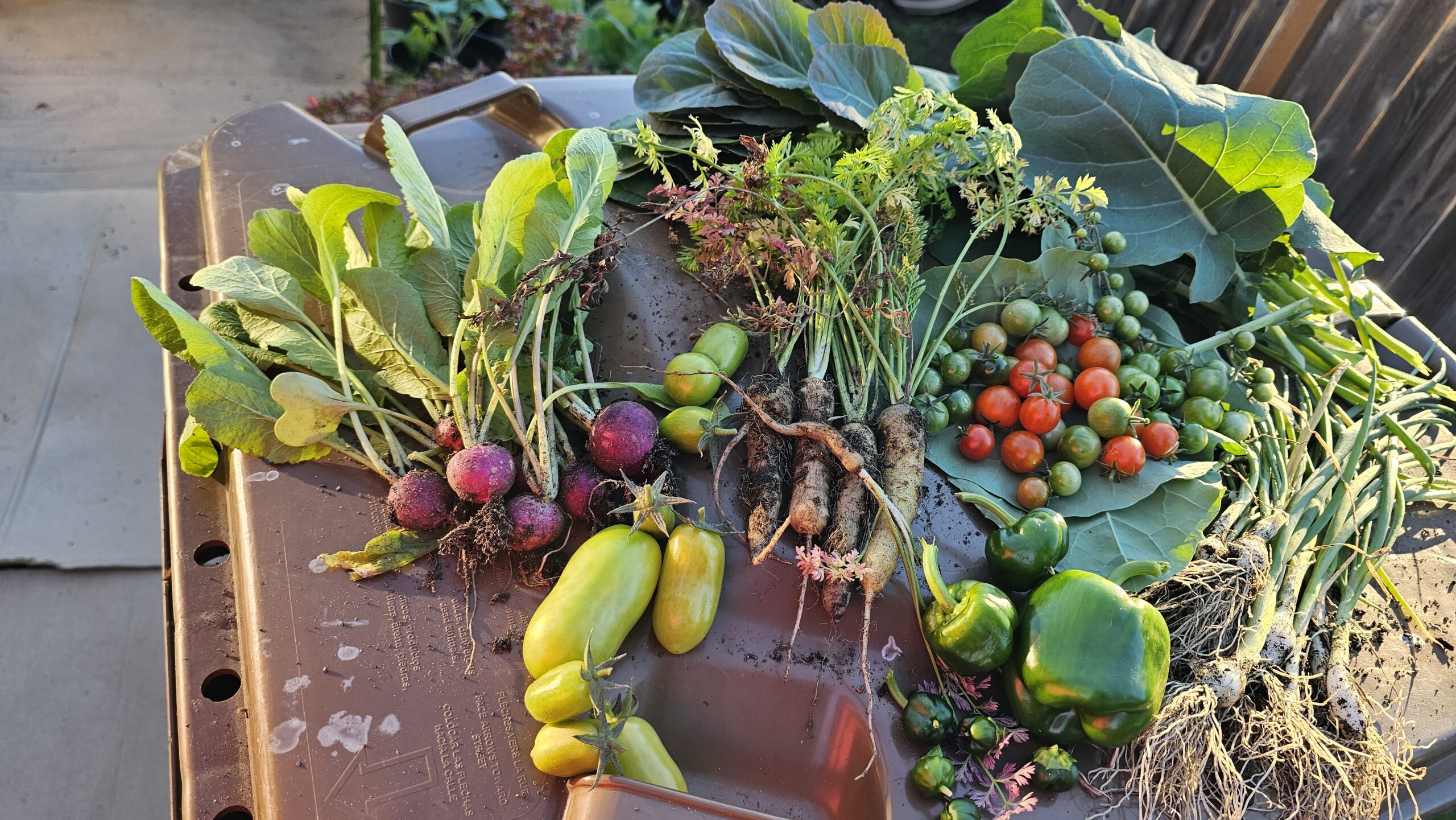 harvest of many vegetables